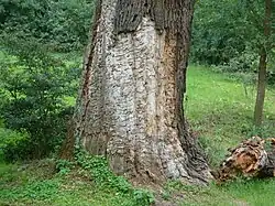Vraatgangen larven heldenbok in eik bij Wörlitz.