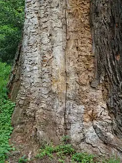 Vraatgangen larven heldenbok in eik bij Wörlitz.