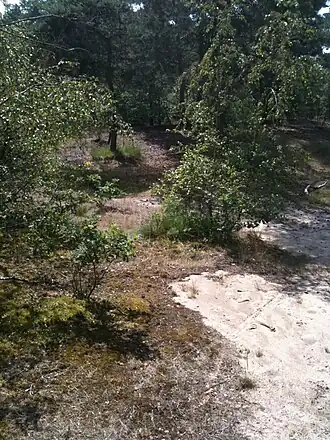 Deze foto laat de kleine resten van de stuifzandgebieden zien. Deze bevinden zich voornamelijk in het oostelijke deel