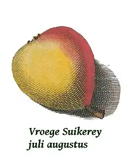 Vroege Suikerpeer