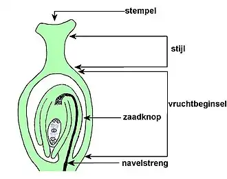 Eénzadig vruchtbeginsel bij bedektzadigen.