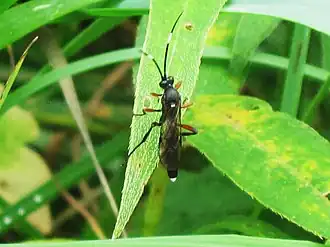 Vulgichneumon saturatorius