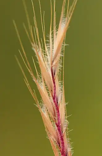 Gewimperd langbaardgras