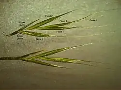 Aartjes: bovenste met 5 bloemen (glume=kelkkafje)