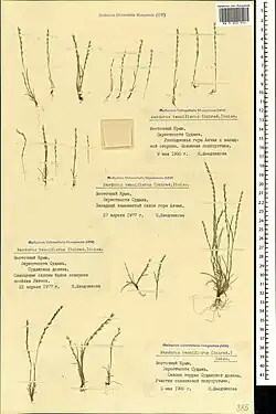 Herbarium materiaal