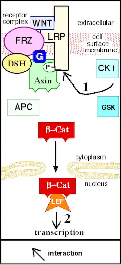 Wnt-signaalreactiepaden