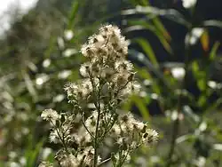 Een vruchtdragende bloeiwijze