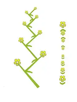 waaier zij- en bovenaanzicht