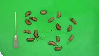 Gasterophilus haemorrhoidalis