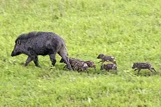 Zwijn met biggen in het Nationaal park Kaziranga, Assam, India.
