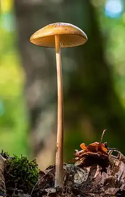 Groei en ontwikkeling. Celdeling, celstrekking en celdifferentiatie laten een organisme groeien