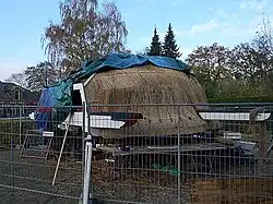 Kap met nieuwe spruit en achterkeuvelens op 12-11-24