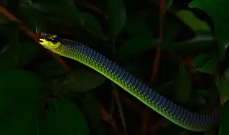 Dendrelaphis cyanochloris