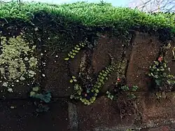 Close-up van de grens met de kringmos-klasse