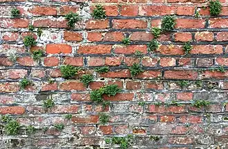 Een rompgemeenschap met muurvaren