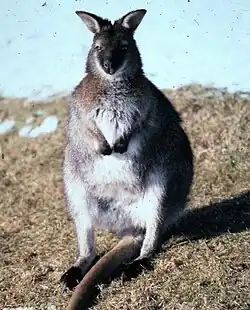 Wallaby