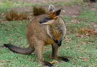 Moeraswallaby