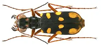 Thopeutica nishiyamai