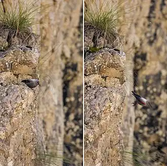 Springend vanaf een klif