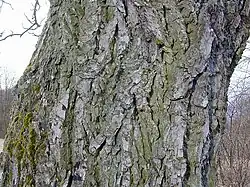 Schors van oude boom