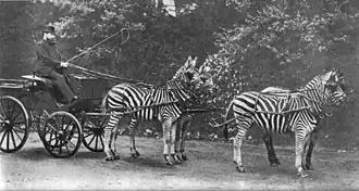 Heer Rothschild met zijn beroemde zebrakoets (Equus burchelli), waarmee hij dikwijls door Londen reed.