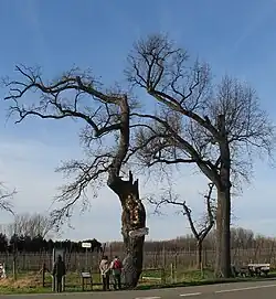 De Onzelievehereboom in de winter