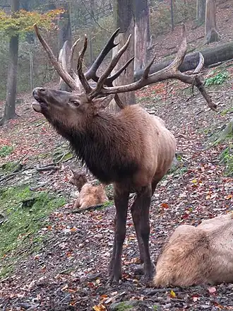 Wapiti in Parc Animalier de Bouillon