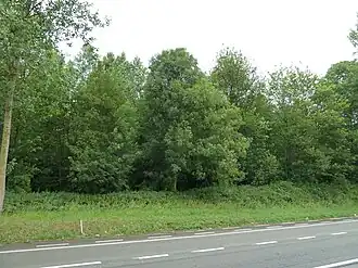 Tumuli van het Bos van de Tombes (Borgworm)