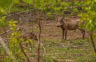 Familie knobbelzwijnen