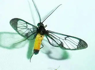Cosmosoma orathidia