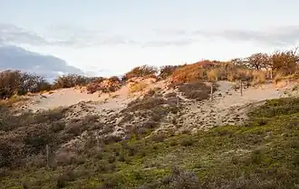 Meijendel & Berkheide