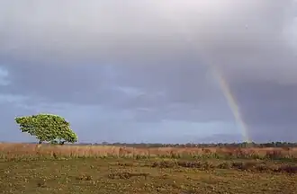 Eucalyptus met regenboog in het park (1994)