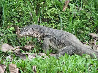 Agusan Marsh Wildlife Sanctuary