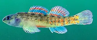 Etheostoma nuchale