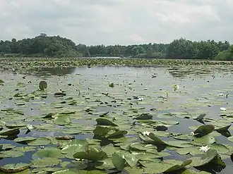 waterlelies bij Kortenhoef