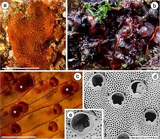 Bloedrode plooimosdiertje