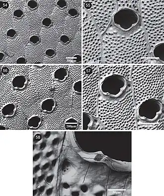 Watersipora mawatarii