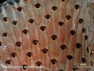 Watersipora subtorquata