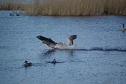 Grauwe ganzen, wilde eend en krakeend in de Cloppenwaard