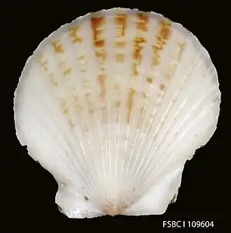 Aequipecten lineolaris