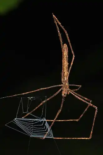 Deinopis longipes