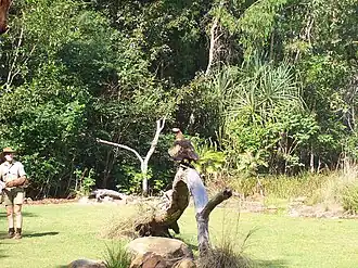 Roofvogelshow met wigstaartarend (Aquila audax)