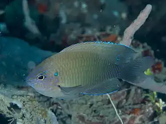 Pomacentrus cuneatus