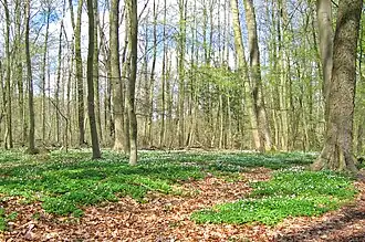 Eiken-haagbeukenbos met bosanemoon