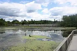 The Wege Nature Trail moeraslandschap
