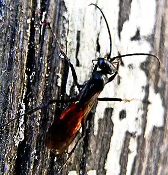 Gewone zandspinnendoder