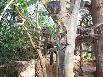 Witgezichtsaki's in het Regenwaldhaus