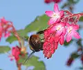 Weidehommelkoningin op rode Ribes (Ribes sanguineum)