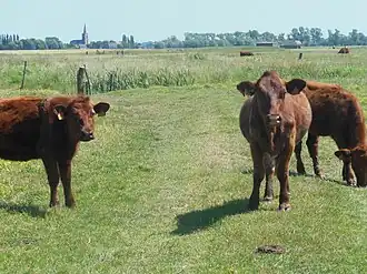 Typisch landschap van de komgronden van Lampernisse met kalveren van het West-Vlaams rood.