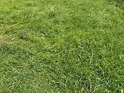 De subassociatie met lidrus